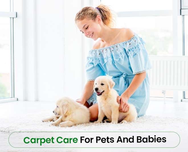 pet care | Carpet Cleaning in Brooklyn