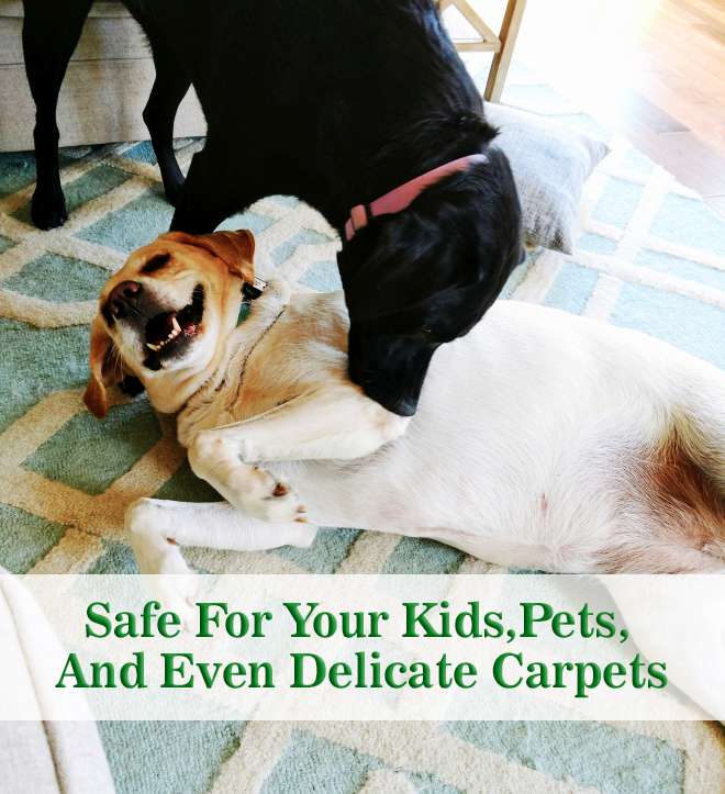 Pet Safe Cleaning