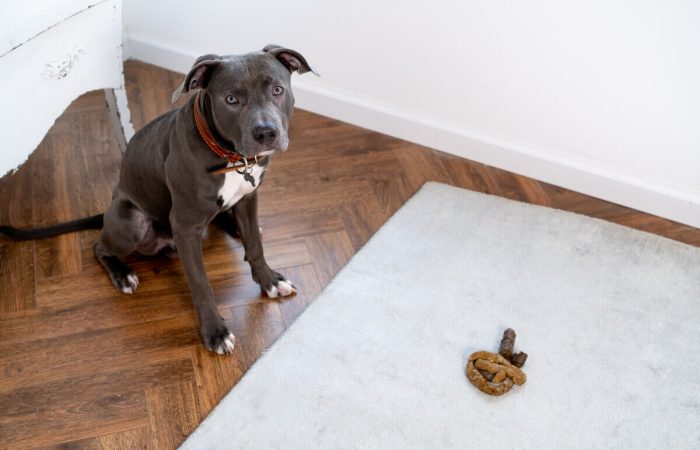 How To Get Poop Out Of Carpet