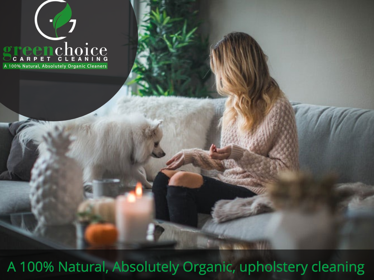 Upholstery Cleaning Nyc Just 84 With 100 Money Back