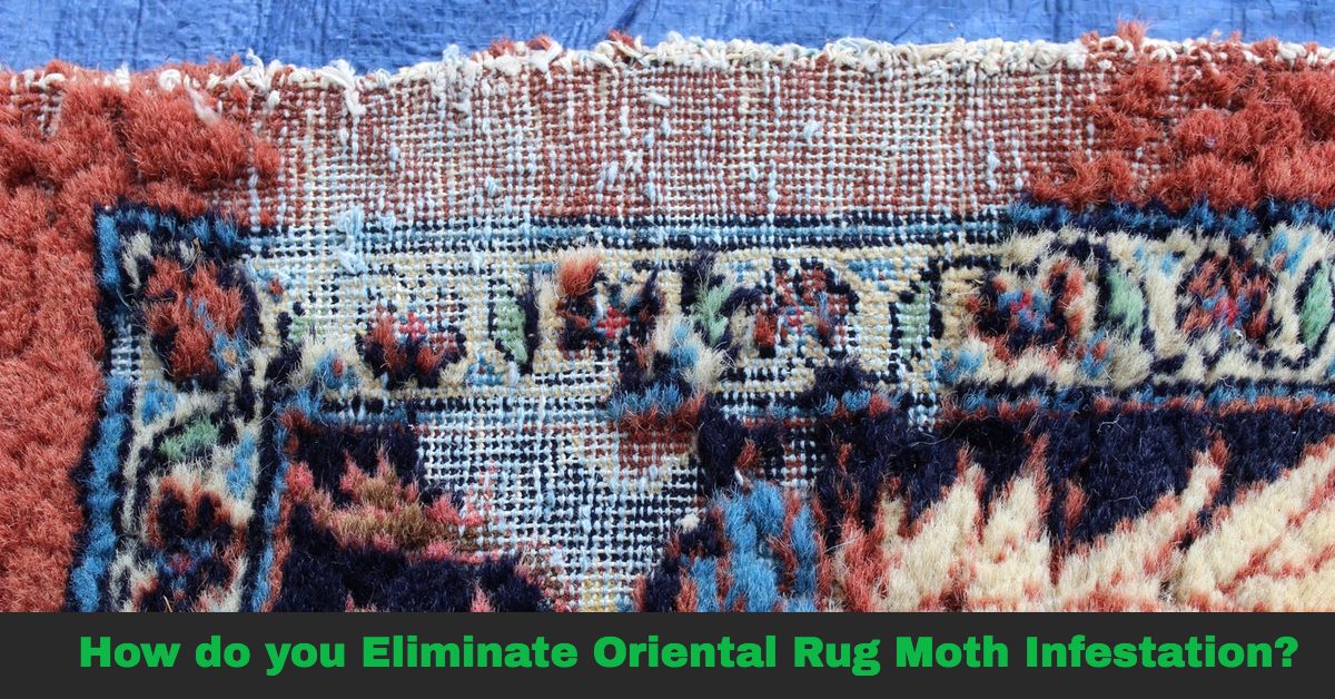 How Do You Eliminate Oriental Rug Moth Infestation?