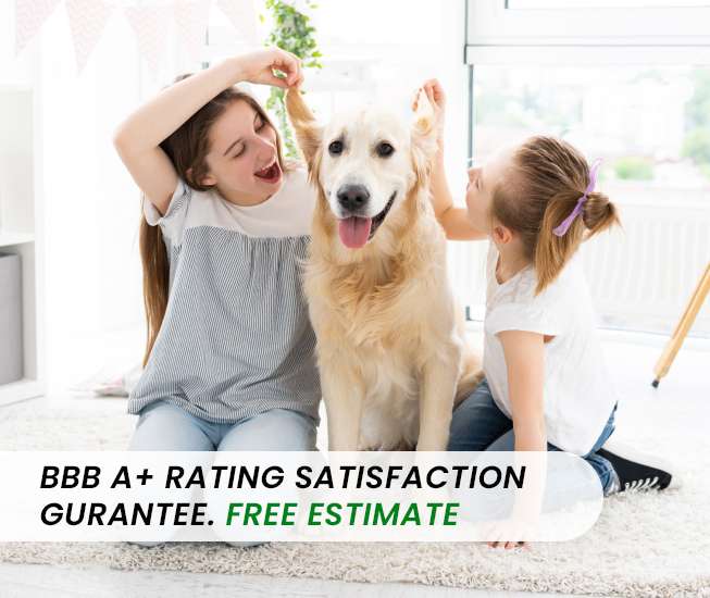 Pet Safe Cleaning New York City