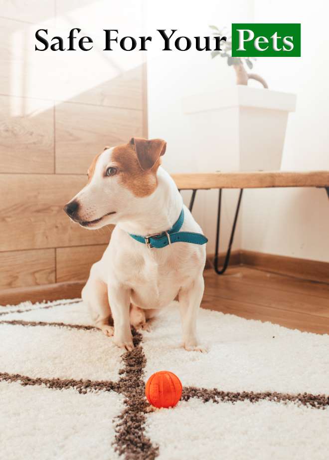 Pet Safe Cleaning Queens