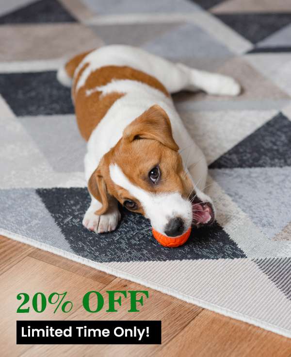 Carpet Cleaning Queens NY Same Day Service! 20OFF