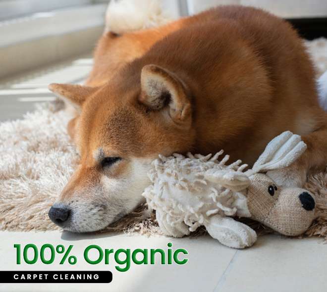 Carpet Cleaning Queens NY Same Day Service! 20OFF